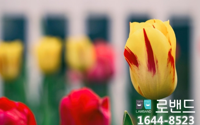 국제결혼의 무효,취소